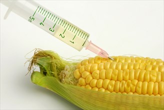 Syringe in flask (Zea mays) Genetic manipulation