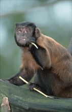 Weeper Capuchin Monkey (Cebus Nigrivittatus), Wedge-capped Capuchin