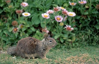 Californian Ground Squirrel, Beechey's, Monterey, California, USA, California california ground