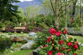 Camellia Park (Theaceae), Locarno, Ticino, Switzerland, Europe