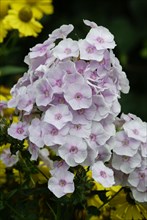 Phlox (Phlox paniculata), Flammenblume, Blumen, flowers, Gartenpflanzen, garden plants,