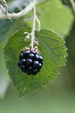 Blackberry (Rubus fruticosus), Gemeine Brombeere /