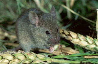 House Mouse (Mus musculus) eating grain, Germany, Europe