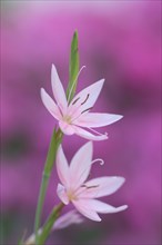 Kaffir Lily (Schizostylis coccinea)