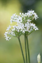 Chinese Chives (Allium tuberosum)