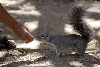 Arizona Grey Squirrel (Sciurus arizonensis) beeing feeded, Arizona, USA, North America