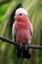 Rose Cockatoo (Eolophus roseicapillus) (Cacatua roseicapilla), Galah, Australia, Oceania