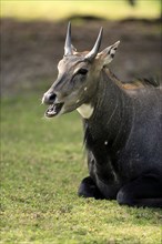 Nile Gau antelope (Boselaphus tragocamelus) male, ruminant