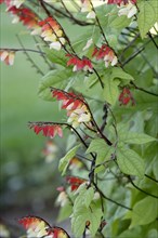 Firecracker Vine (Quamoclit lobata) (Ipomoea quamoclit)