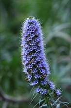 Madeiran pride of madeira (Echium candicans)