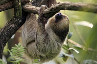 Two-toed Sloth (Choloepus didactylus)