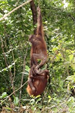 Young Borneo Orang-utans, Sabah, Borneo, Malaysia (Pongo pygmaeus pygmaeus)