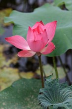 Indian Lotus (Nelumbo nucifera), Kota Kinabalu, Sabah, Borneo, Malaysia, Asia