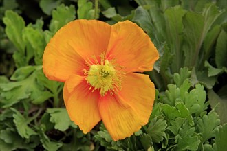 Iceland poppy (Papaver nudicaule)