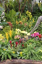 Garden with exotic flowers, San Diego, California, USA, North America