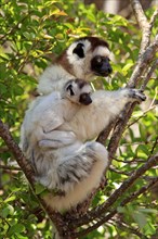 Verreaux's sifakas (Propithecus verreauxi), female and juvenile, Berenty Reserve, Madagascar,