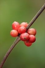 Arabica coffee (Coffea arabica), Nosy Be, coffee bush, Madagascar, Africa