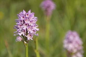 Three-toothed orchid (Orchis tridentata) Hesse, Germany, Europe