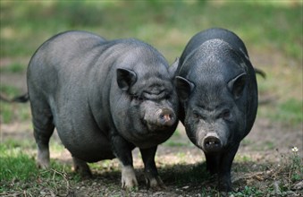 Vietnamese Pot-bellied Pigs pair, Vietnamese pot-bellied pigs, pair, Vietnamese pot-bellied pig,