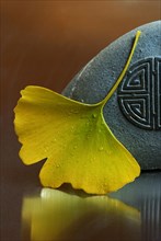 Ginkgo (Ginkgo biloba) leaf and stone, gingko