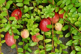 Culture-Lingonberries (Vaccinium vitis-idaea) Early Black, Cranberry