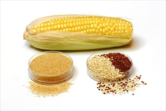 Cornpistons (Zea mays) Amaranth (Amaranthus) and quinoa , Quinoa (Chenopodium quinoa) Inca grain,