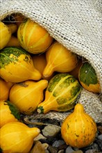 Pumpkins (Cucurbita pepo) , pumpkin, gourd, pumpkins, pumpkin, pumpkins