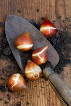 Tulip bulbs, shovel, flower bulbs