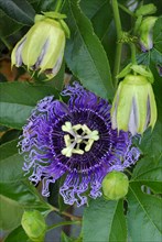 Passion flower hybrid ( Passiflora incarnata x P. edulis flavicarpa Byron Beauty) , passion flower