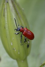 Lily Leaf Beetle, Germany (Liloceris lilii)