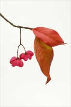 European spindle (Euonymus europaeus)