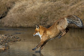 Red fox, red foxes (Vulpes vulpes), Fox, Foxes, Canines, Predators, Mammals, Animals, Red fox