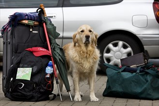 Golden domestic dog (Canis lupus familiaris) guards luggage