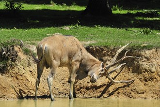 Pere David's deer, père david's deer (Elaphurus davidianus) standing in the river rubbing the