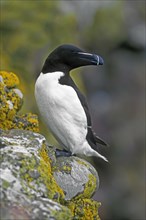 Razorbill (Alca torda) resting on a rocky outcrop in a cliff on the North Atlantic Coast