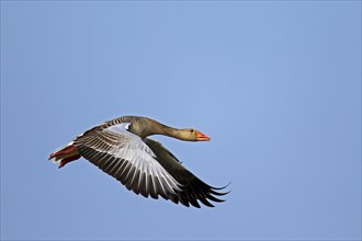 Greylag Goose (Anser anser), Graylag Goose in flight