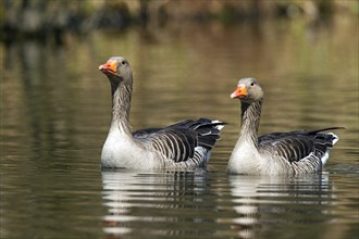 Greylag Goose (Anser anser), greylag geese, Geese, Goose Birds, Animals, Birds, Two Greylag Geese,