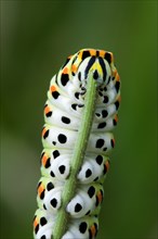 Caterpillar of common yellow swallowtail (Papilio machaon), Old World swallowtail butterfly feeding