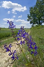 Meadow clary (Salvia pratensis), meadow sage in flower in rural landscape