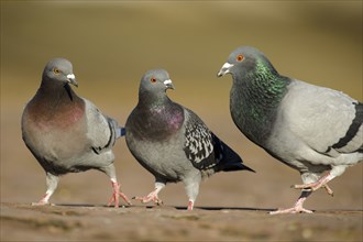 City pigeons, feral domestic pigeon