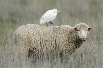 Cattle Egret (Bubulcus ibis) on Meriono Sheep, Alentejo, Portugal, heron, Europe