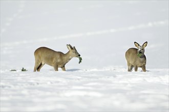 Roe Deer (Capreolus capreolus), pair in winter, Lower Saxony, Germany, Europe