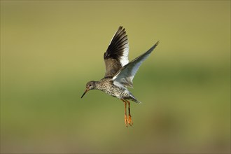 Common redshank (Tringa totanus), Texel, free-ranging, Netherlands