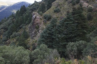 Hedgehog Forest, Sierra de Grazalema National Park, Andalucia (Abies pinsapo), Hedgehog, Spain,