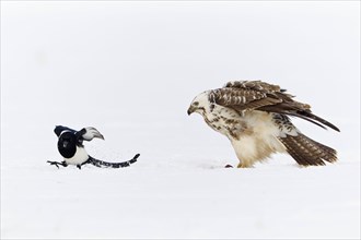 Common Buzzard and Common Magpie (Pica pica), Lower Saxony, Germany (Buteo buteo)