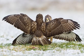 Common Buzzard, fighting over food, Lower Saxony, Germany (Buteo buteo)