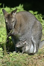 Red-necked Wallaby (Macropus rufogriseus) with joey