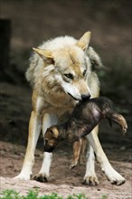 Wolf carrying cub (Canis lupus)