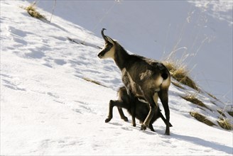 Chamois (Rupicapra rupicapra) nursing kid