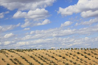 Olive groves, province of Jaon, Andalusia, Spain, Europe